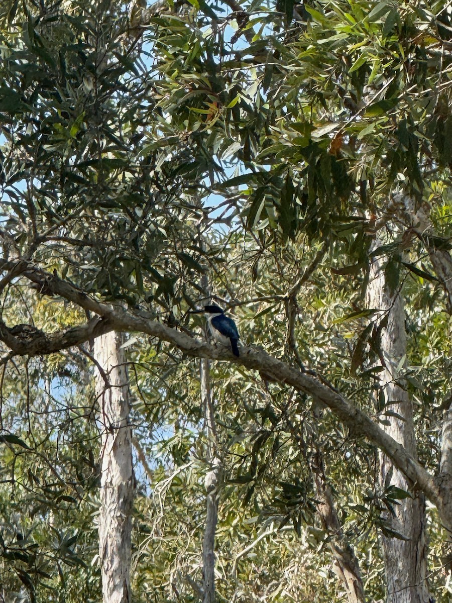 Forest Kingfisher - ML643102815