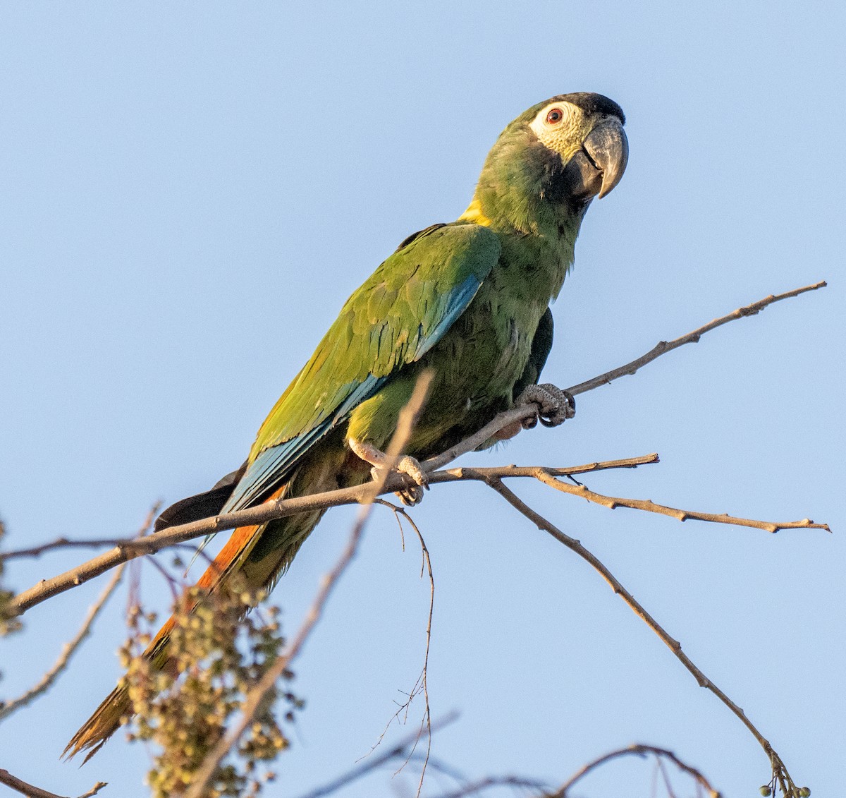 Yellow-collared Macaw - ML643102822