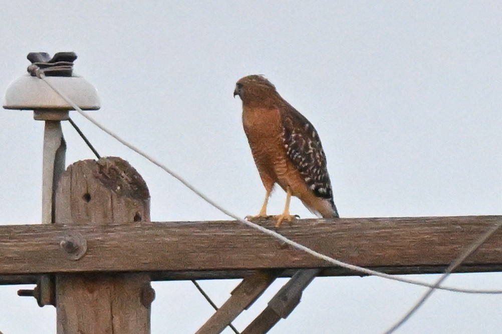 Kızıl Omuzlu Şahin - ML643102825