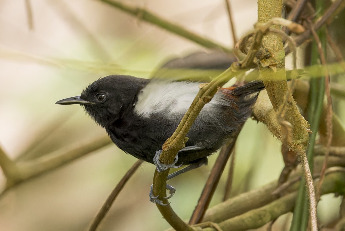 ズキンヒメアリサザイ - ML643102836