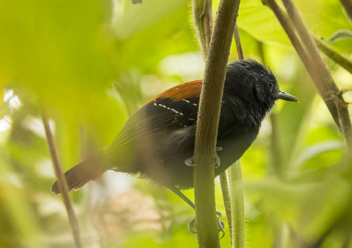 ズキンヒメアリサザイ - ML643102838