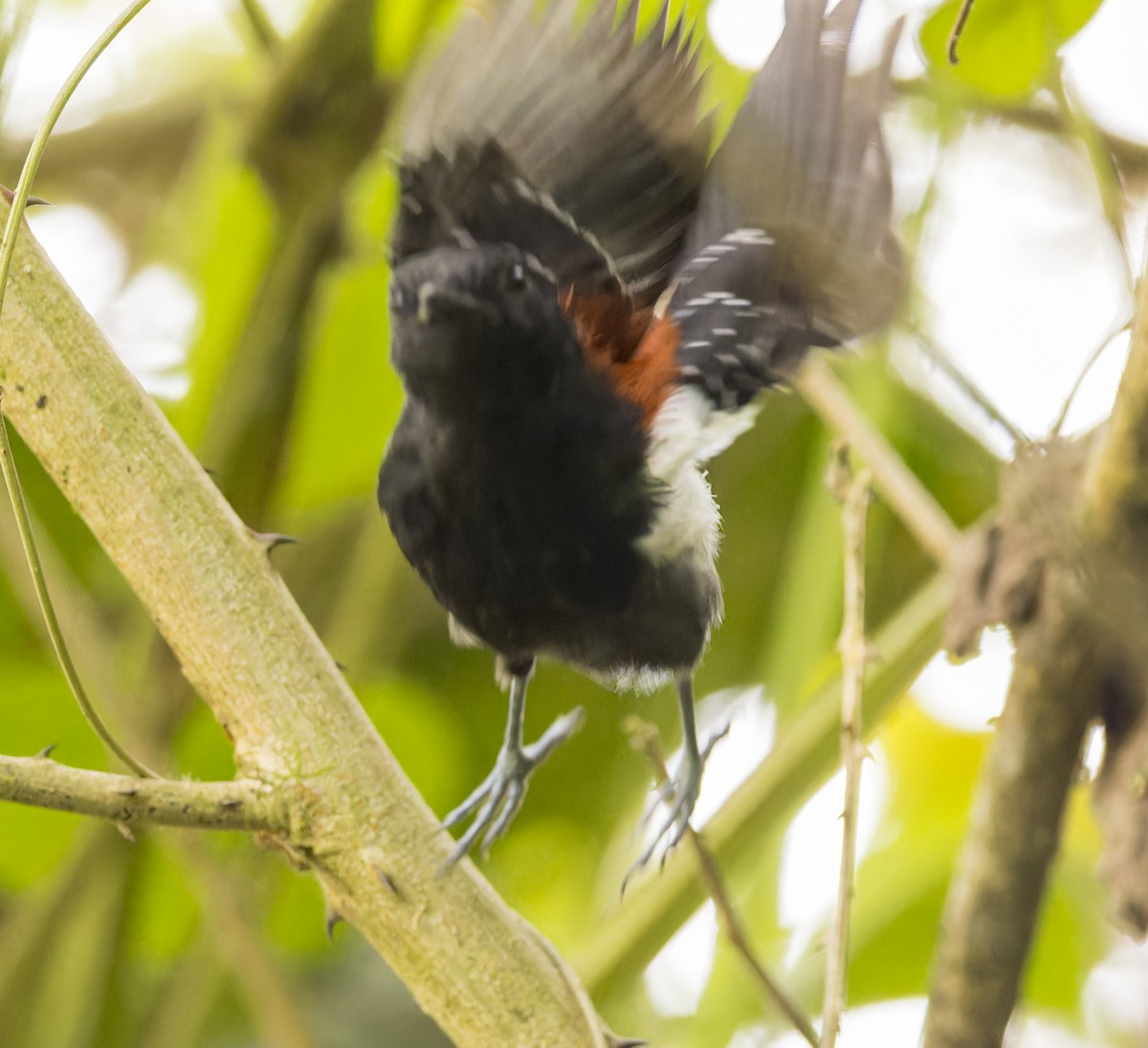 ズキンヒメアリサザイ - ML643102839