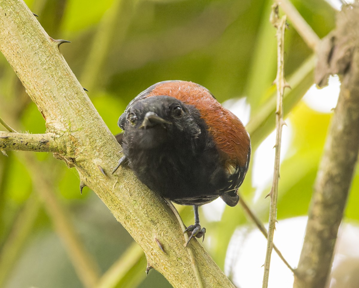 ズキンヒメアリサザイ - ML643102840