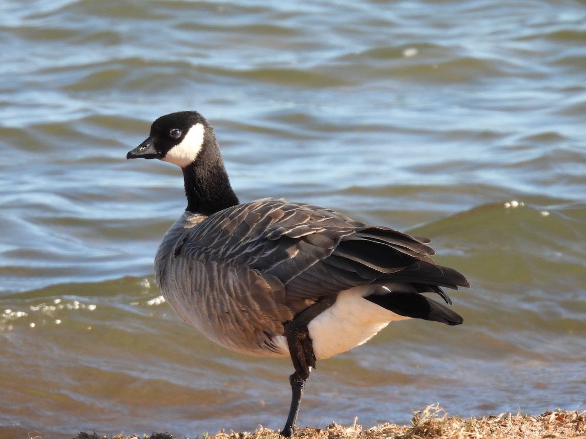 Cackling Goose - ML643102841