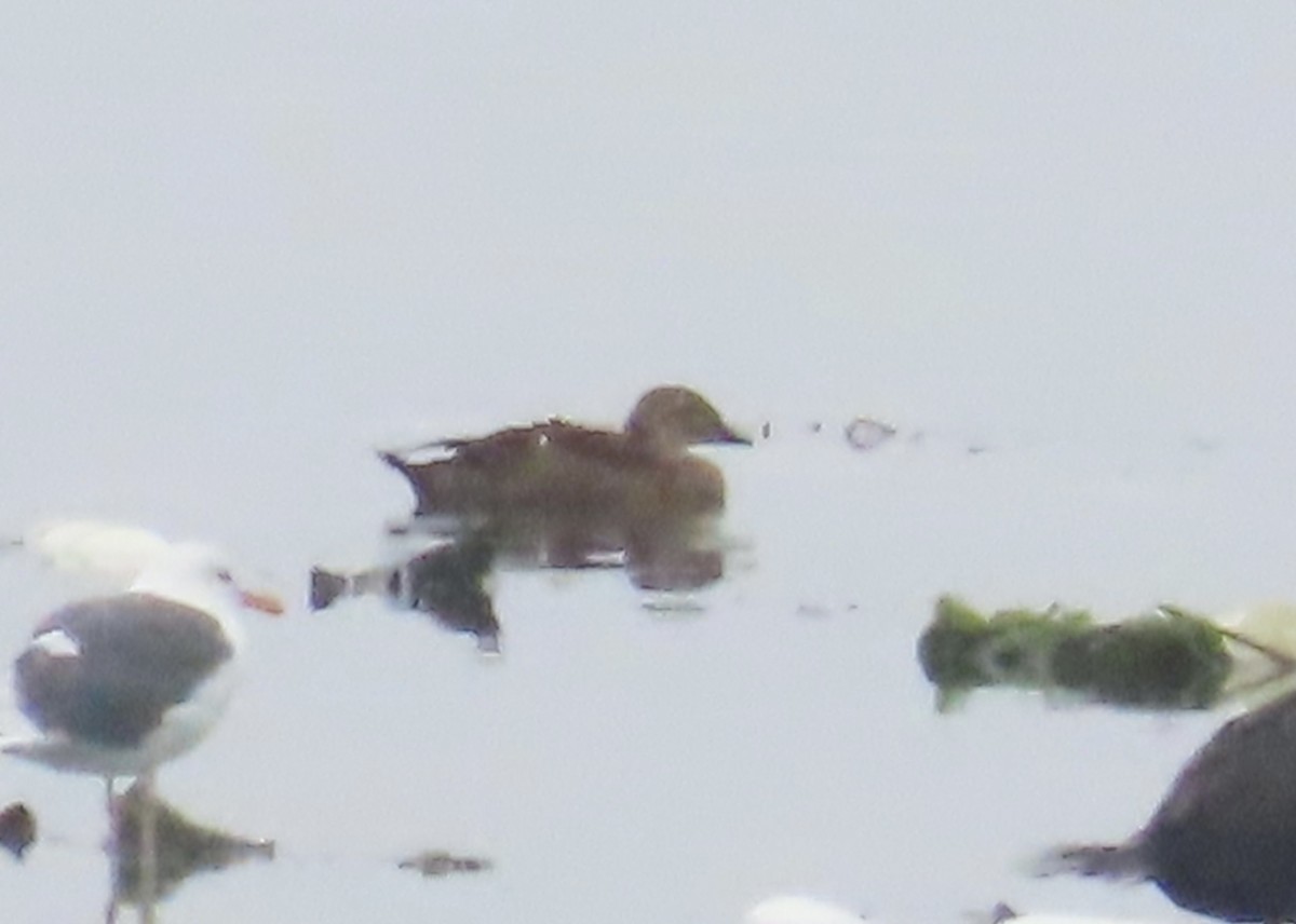 King Eider - ML643102844