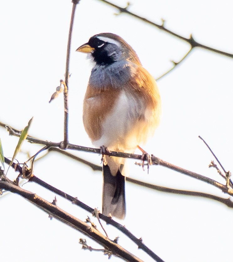 Saltator du Chaco - ML643102851