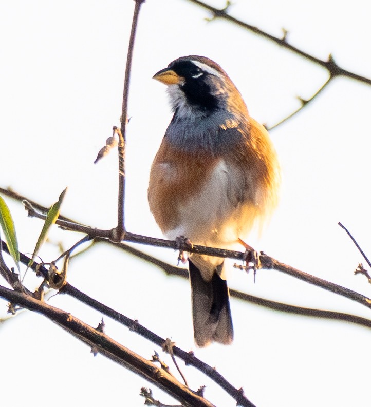 Saltator du Chaco - ML643102852