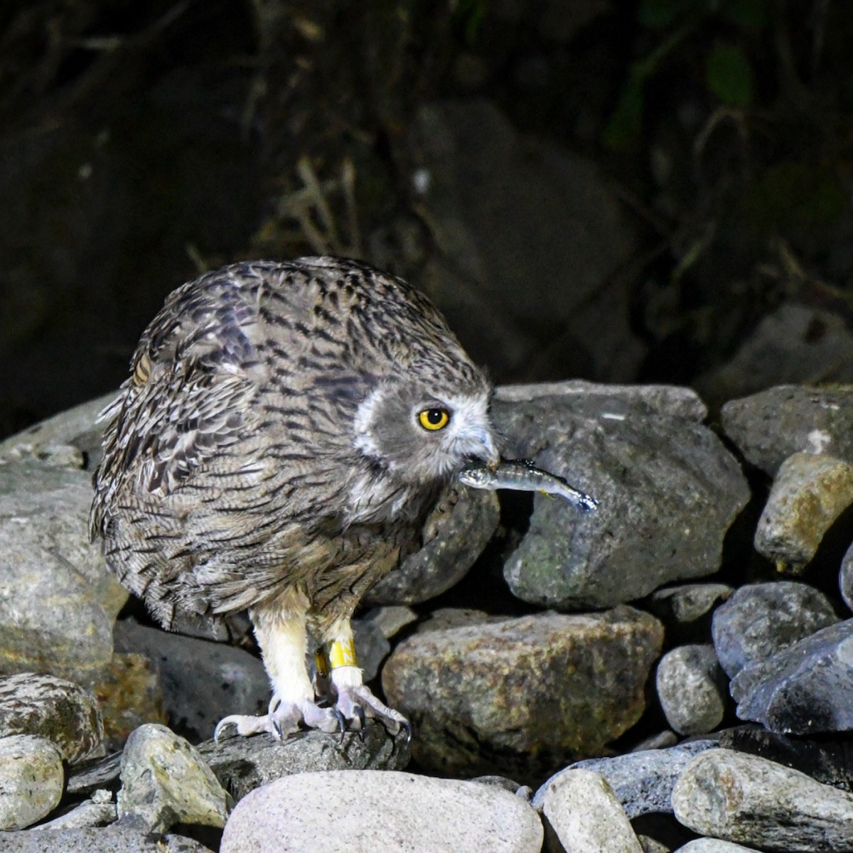 Blakiston's Fish-Owl - ML643102868