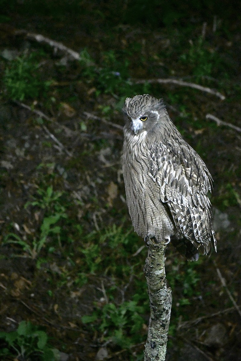 Blakiston's Fish-Owl - ML643102869