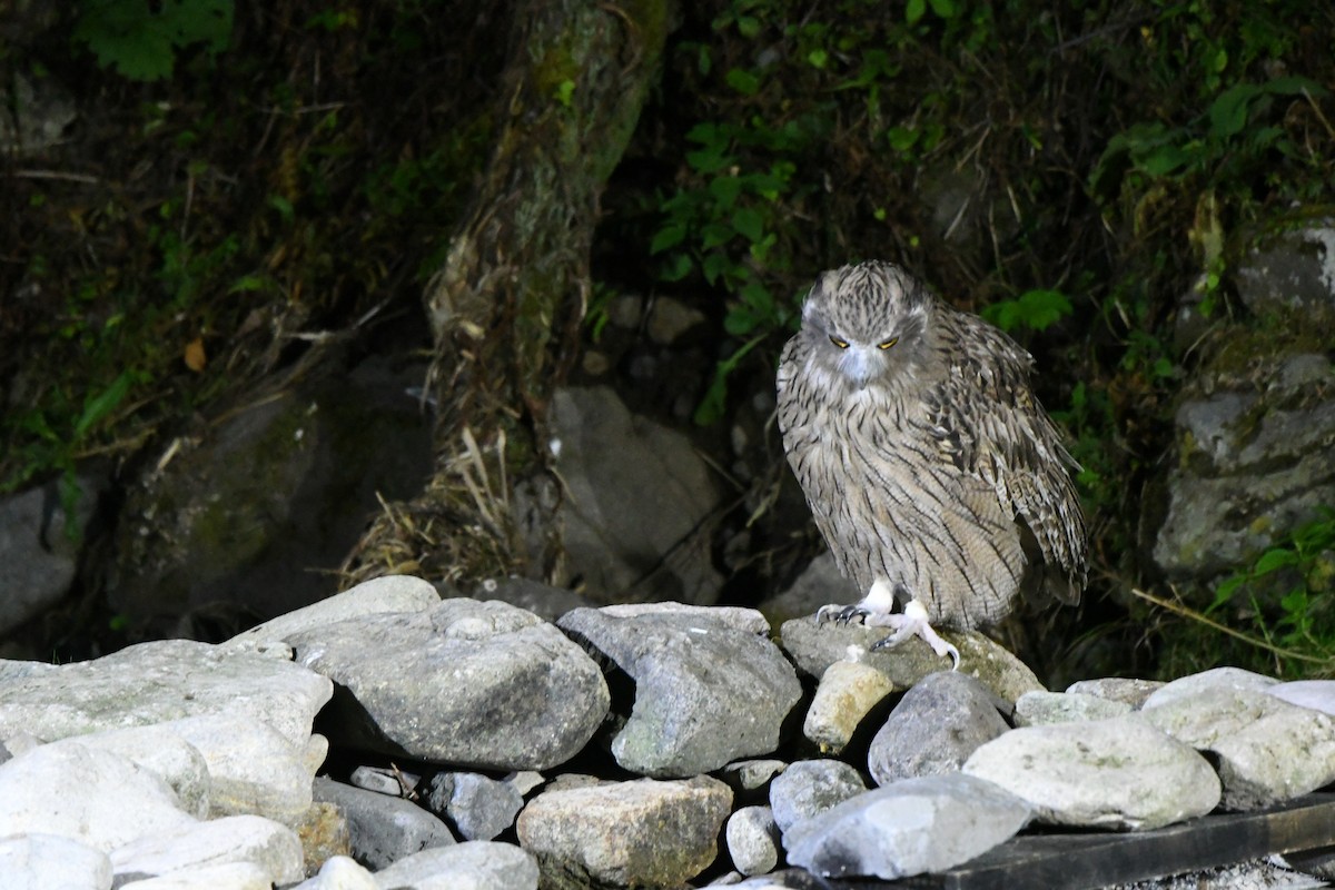 Blakiston's Fish-Owl - ML643102870