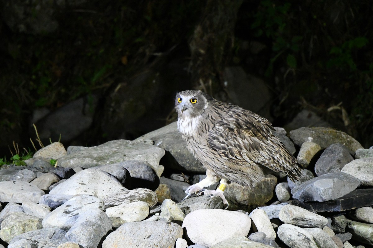 Blakiston's Fish-Owl - ML643102871