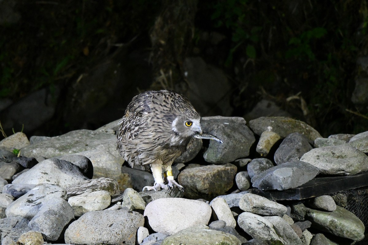 Blakiston's Fish-Owl - ML643102872