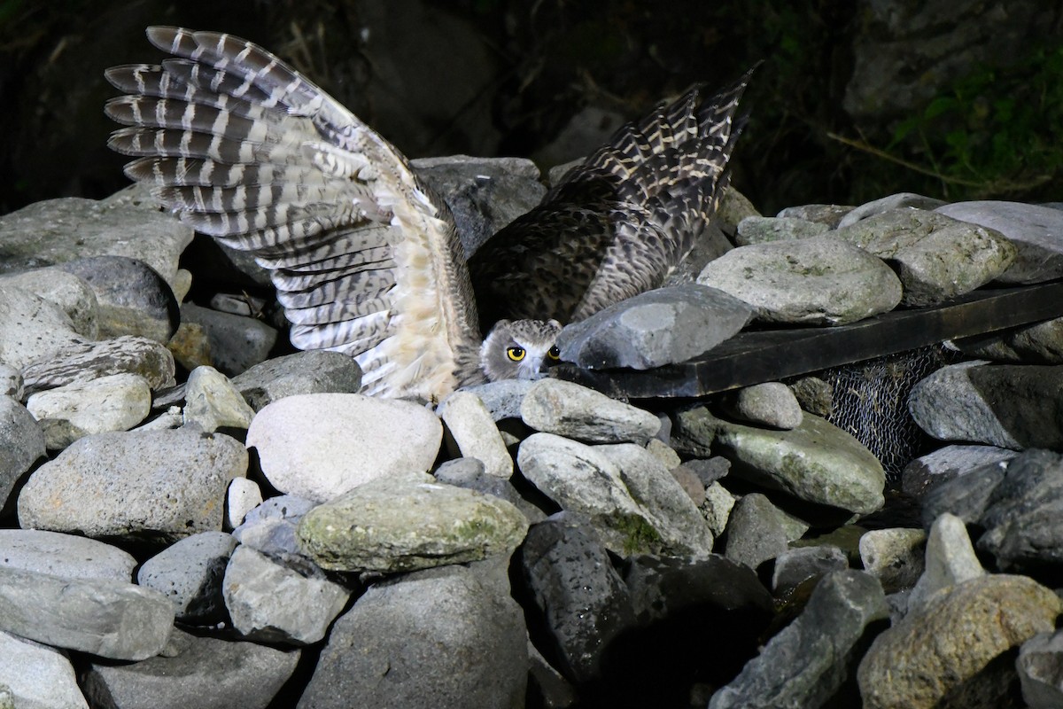 Blakiston's Fish-Owl - ML643102873