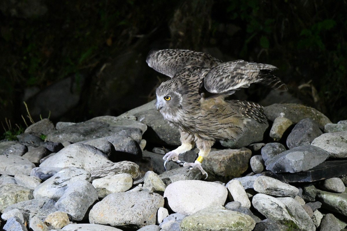 Blakiston's Fish-Owl - ML643102874