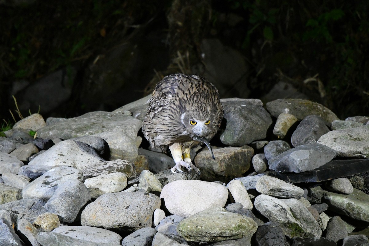 Blakiston's Fish-Owl - ML643102875