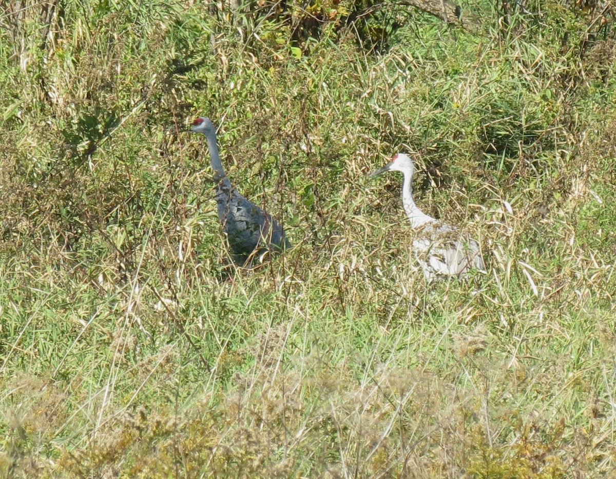 Sandhill Crane - ML643102896