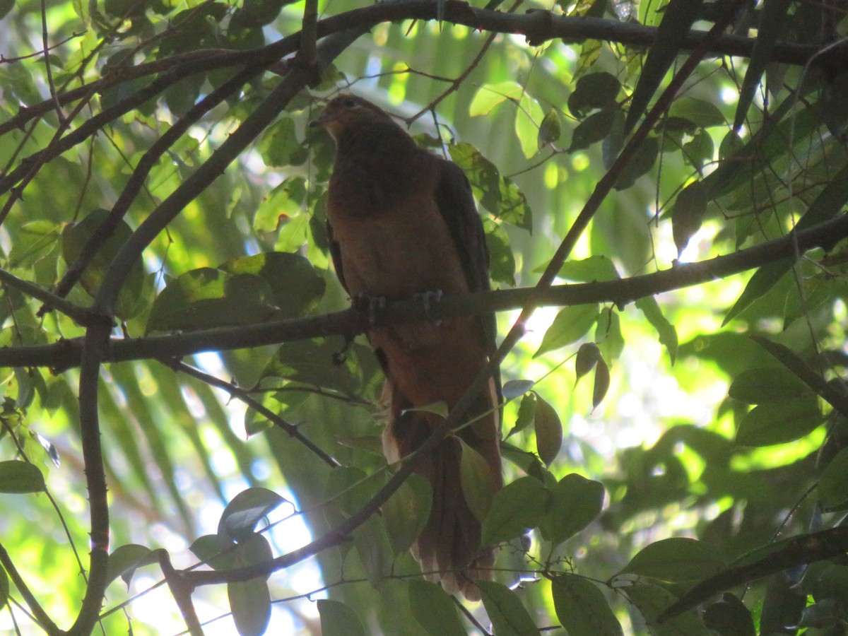 Brown Cuckoo-Dove - ML643102907