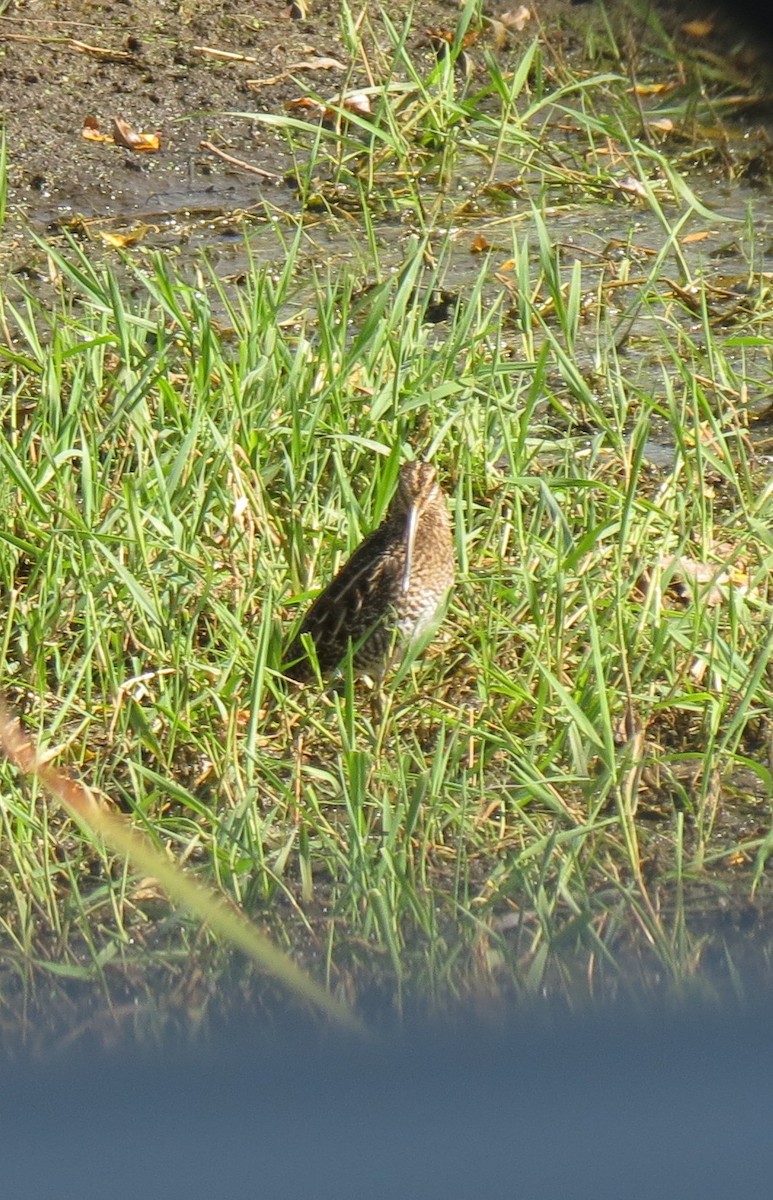 Wilson's Snipe - ML643102921