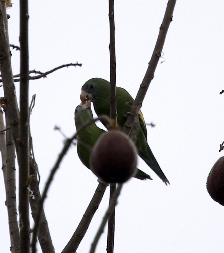 White-winged Parakeet - ML643102965