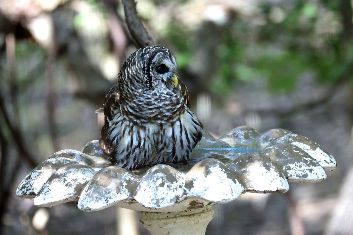 Barred Owl - ML643102967