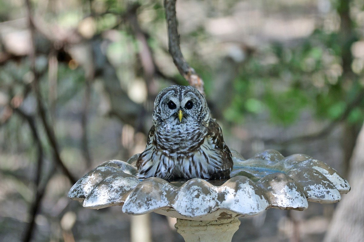 Barred Owl - ML643102968