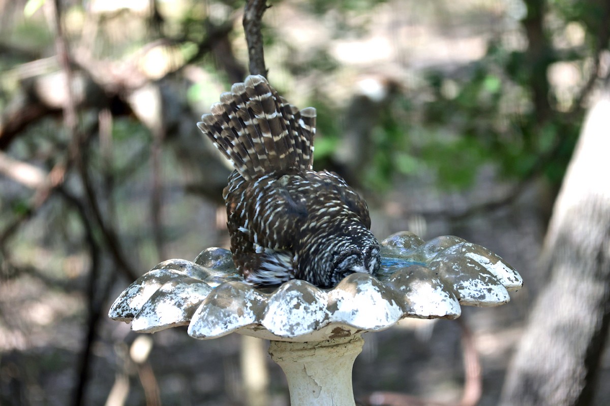 Barred Owl - ML643102969