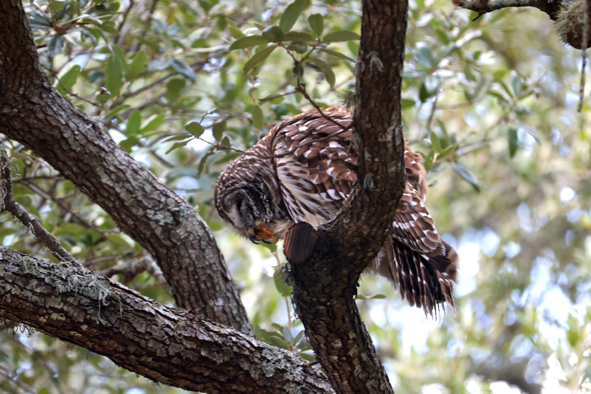 Barred Owl - ML643102970