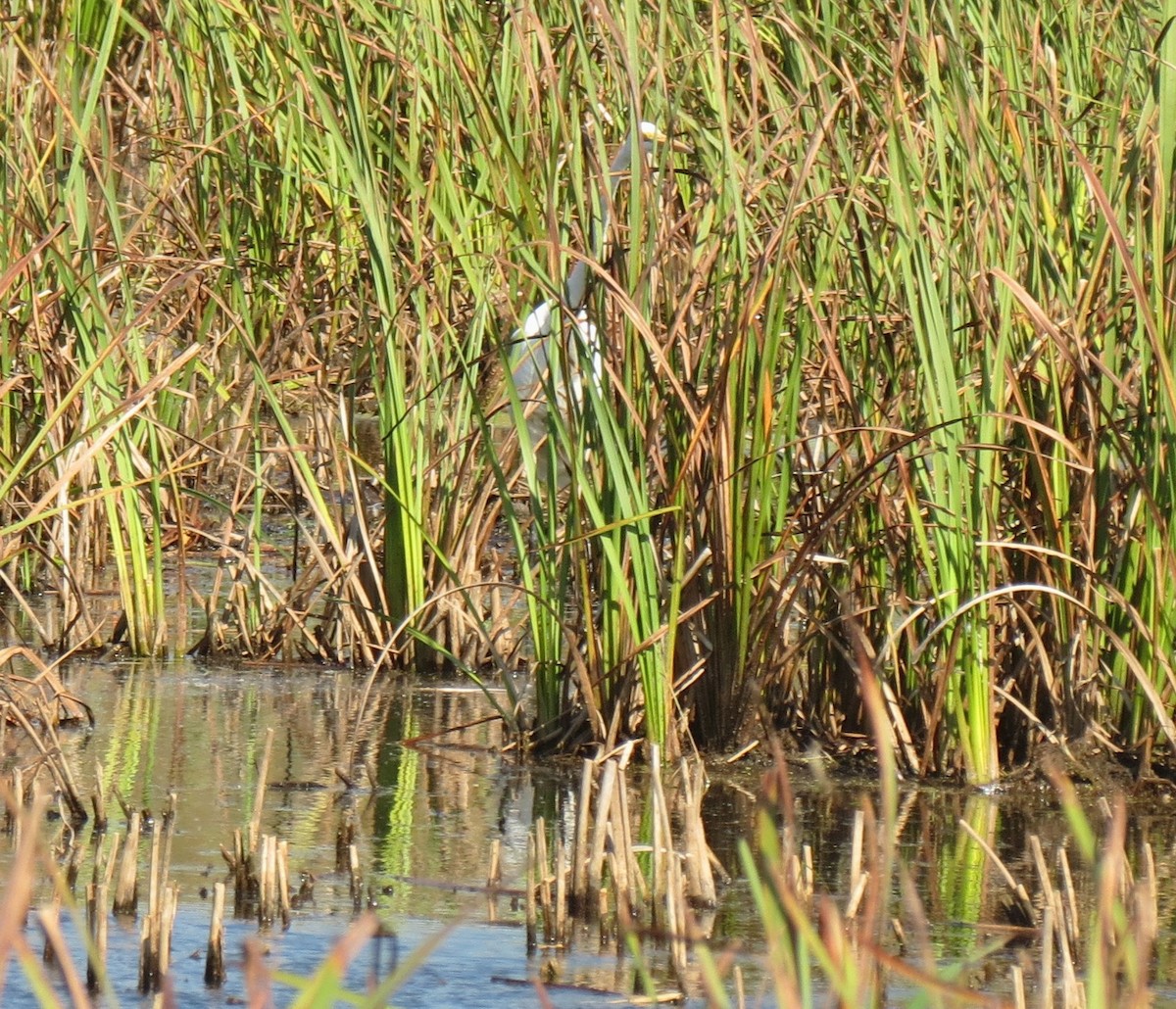 Great Egret - ML643102985