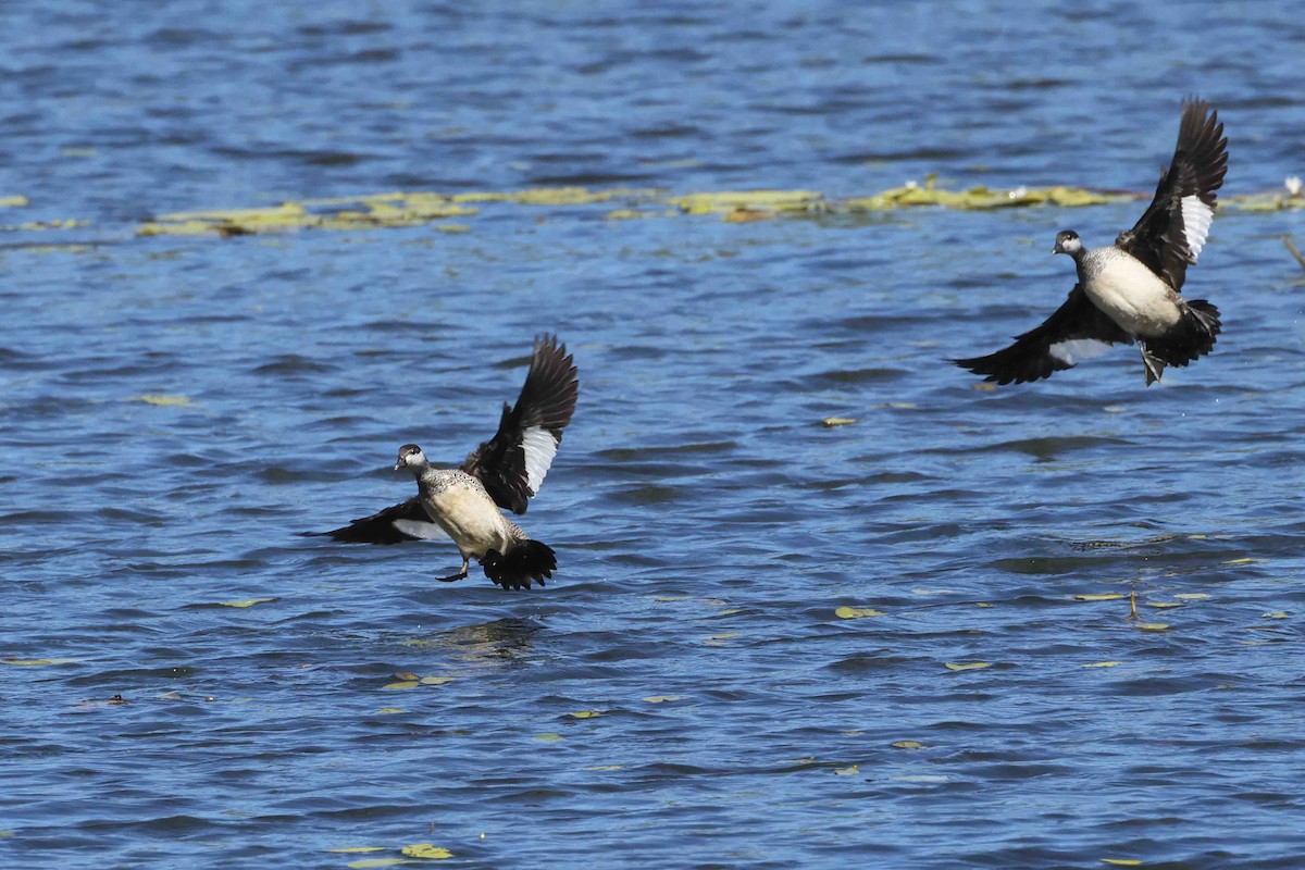 Green Pygmy-Goose - ML643102986