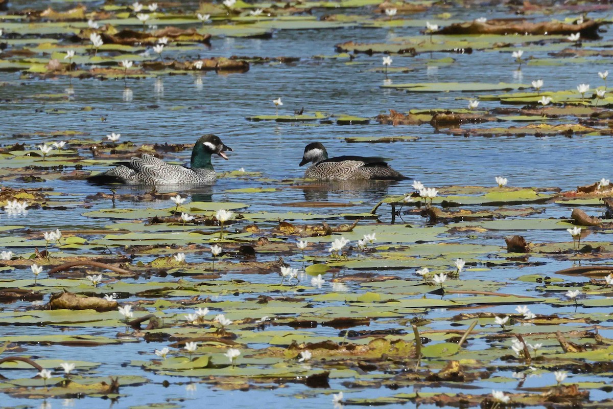 Green Pygmy-Goose - ML643102991