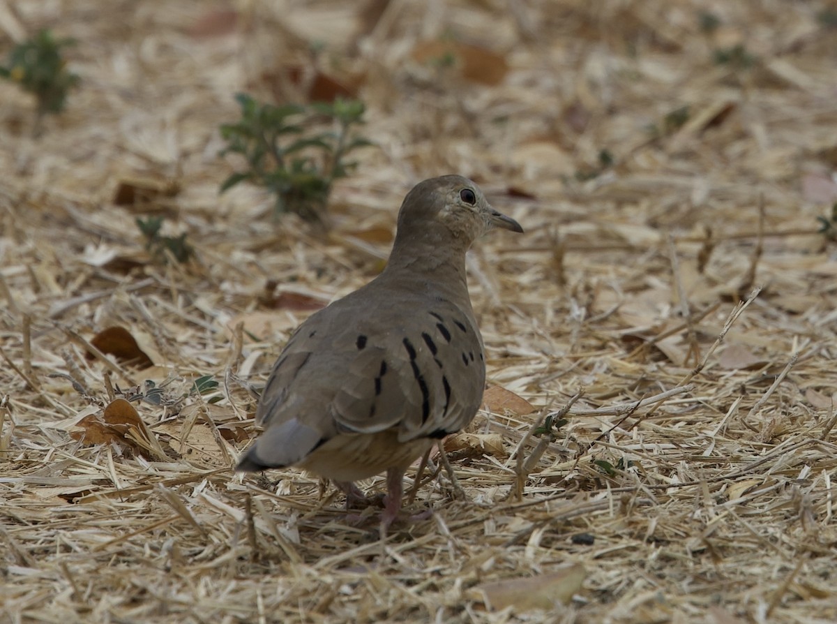 Ecuadorian Ground Dove - ML643102993