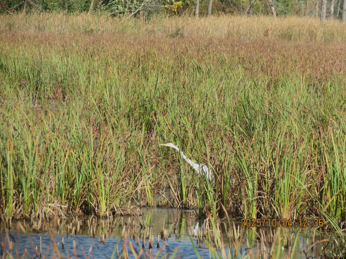 Great Egret - ML643103008
