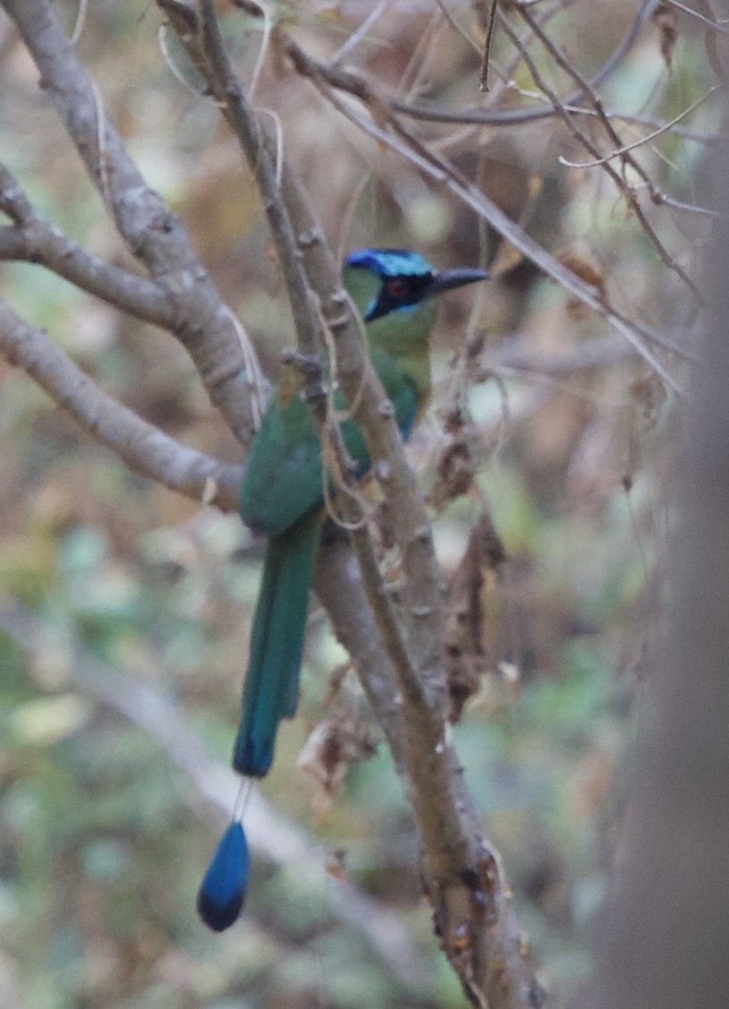 Motmot caraïbe - ML643103029