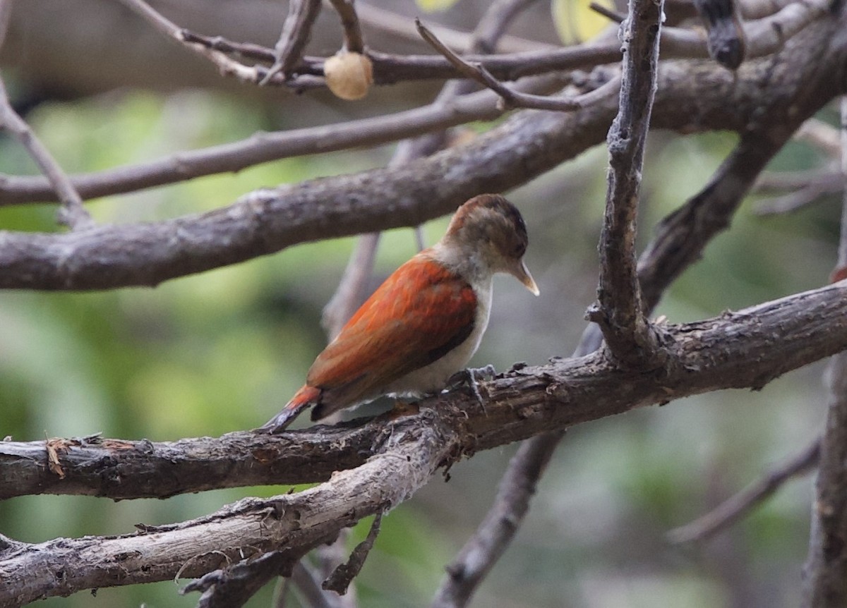 Scarlet-backed Woodpecker - ML643103032