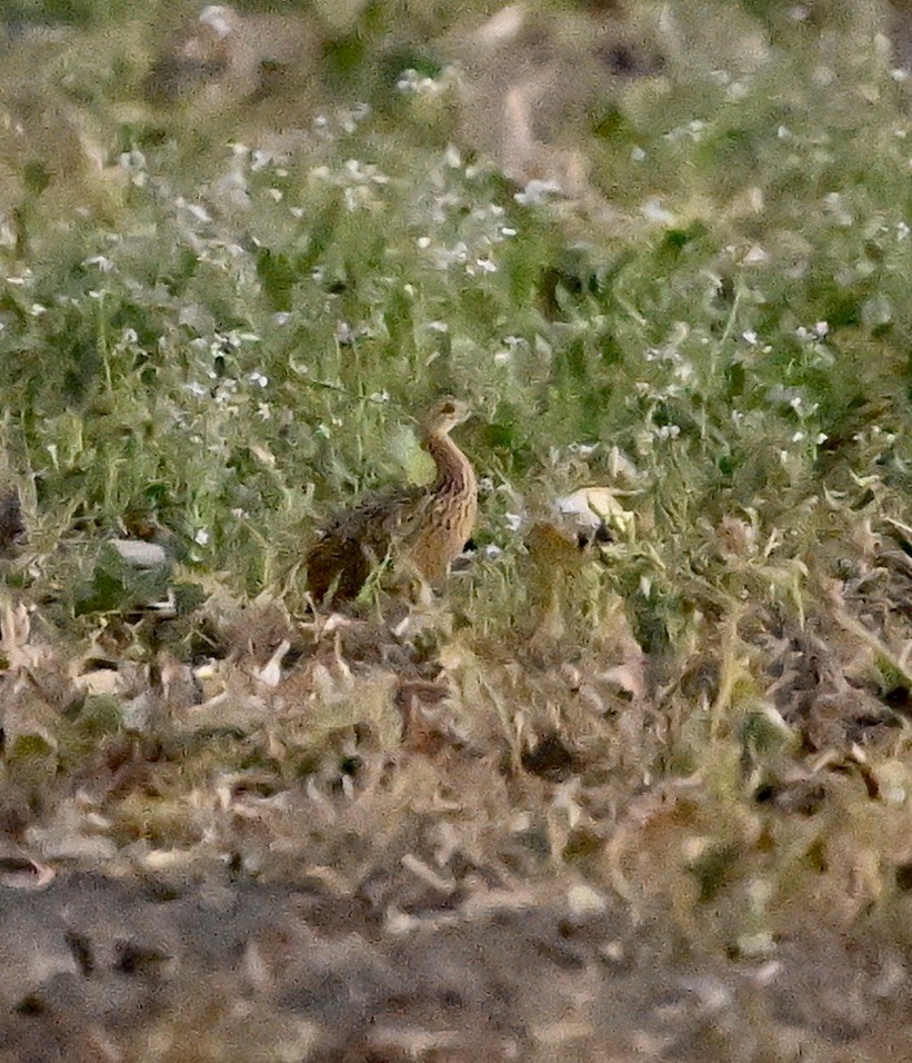Spotted Nothura - ML643103050