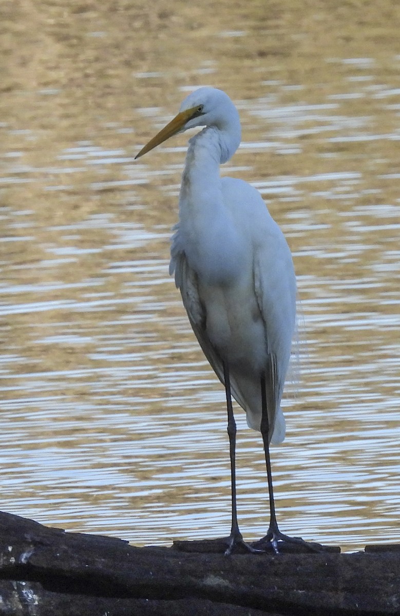 Plumed Egret - ML643103114