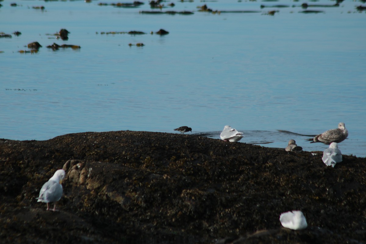 Black Turnstone - ML643103115