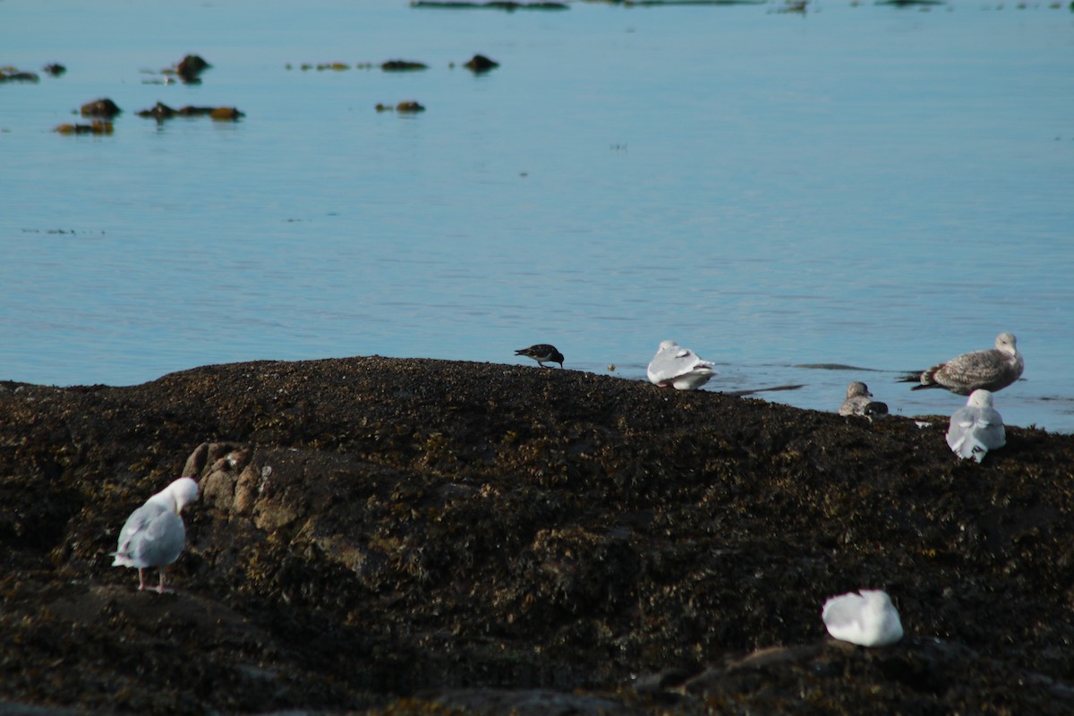 Black Turnstone - ML643103116