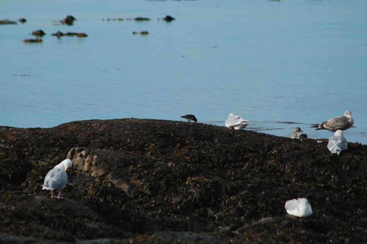Black Turnstone - ML643103117