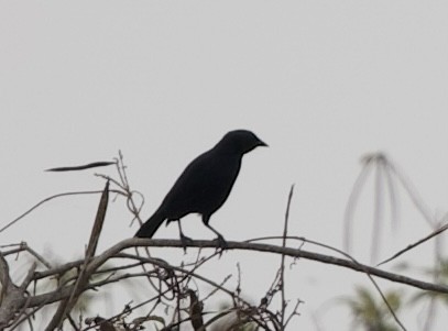 Scrub Blackbird - ML643103118