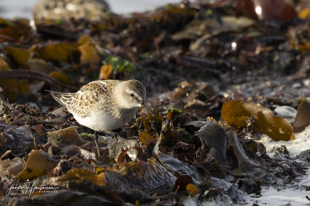 White-rumped Sandpiper - ML643103122
