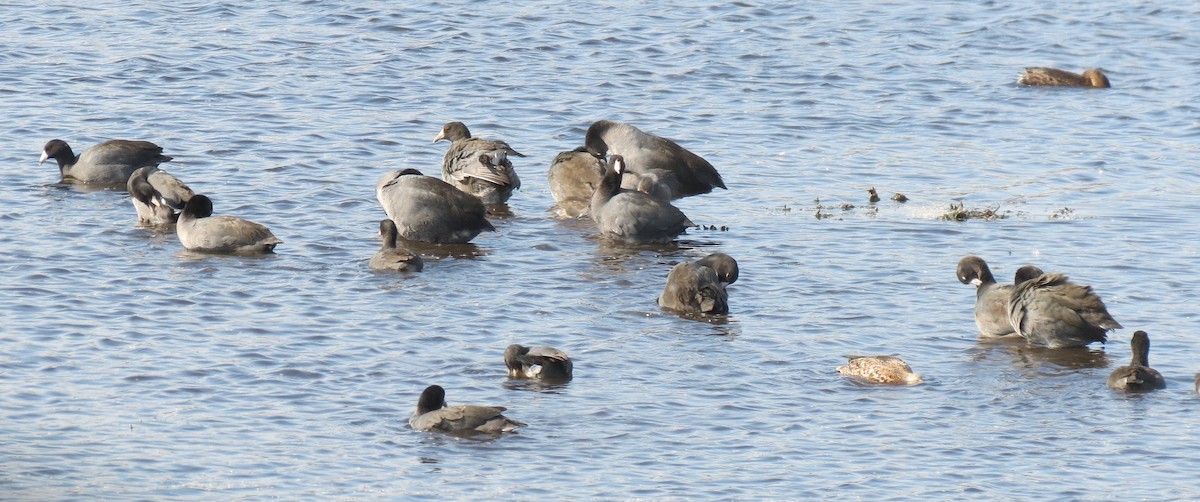 American Coot - ML643103135