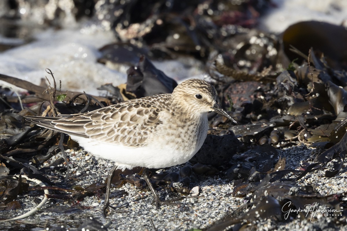 Baird's Sandpiper - ML643103139