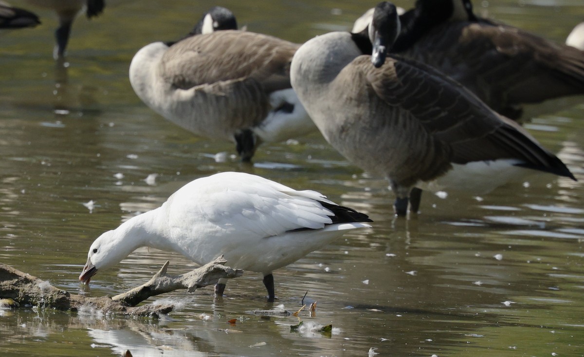 Ross's Goose - ML643103147