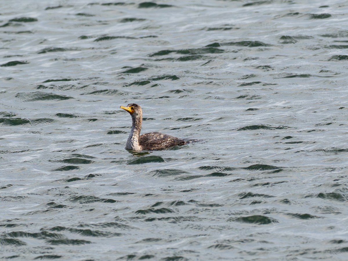 kormorán ušatý - ML643103166