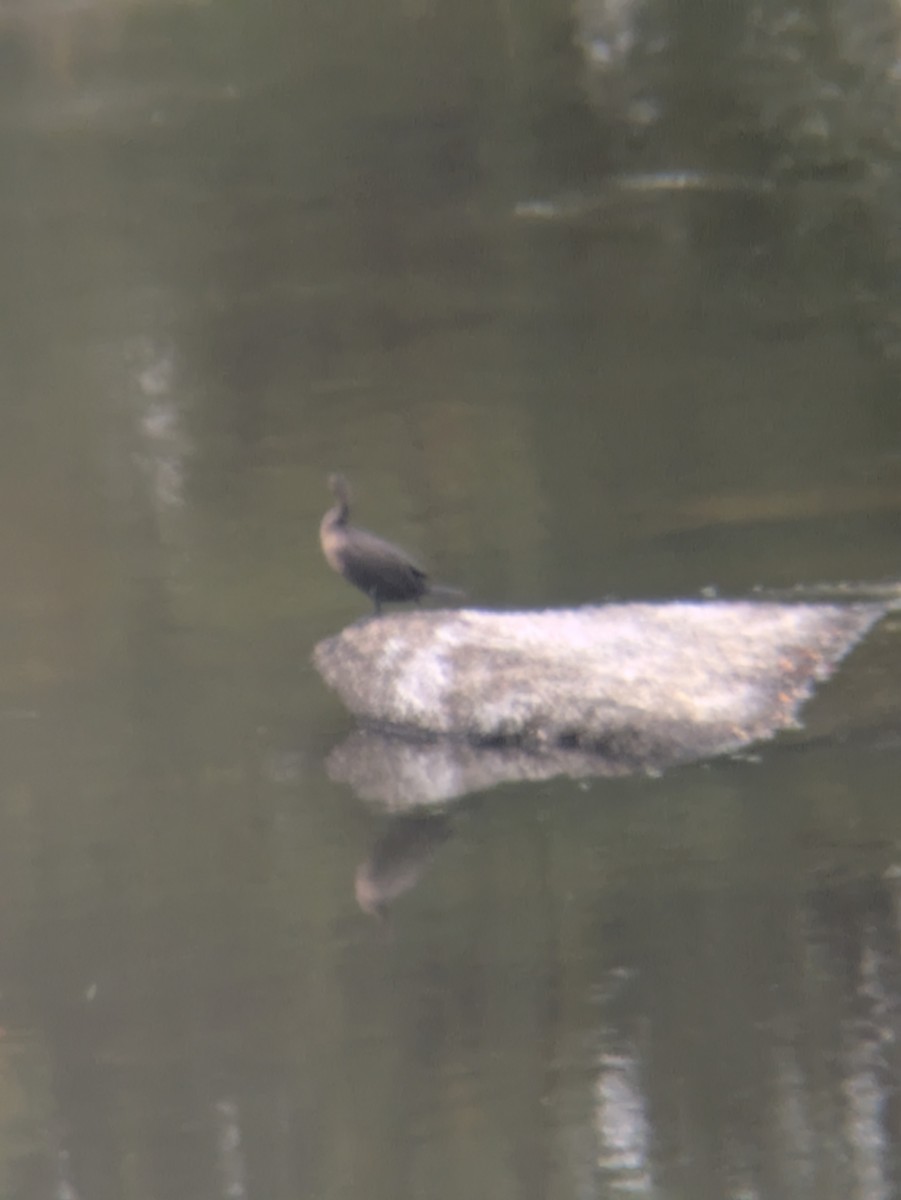 Cormoran à aigrettes - ML643103171