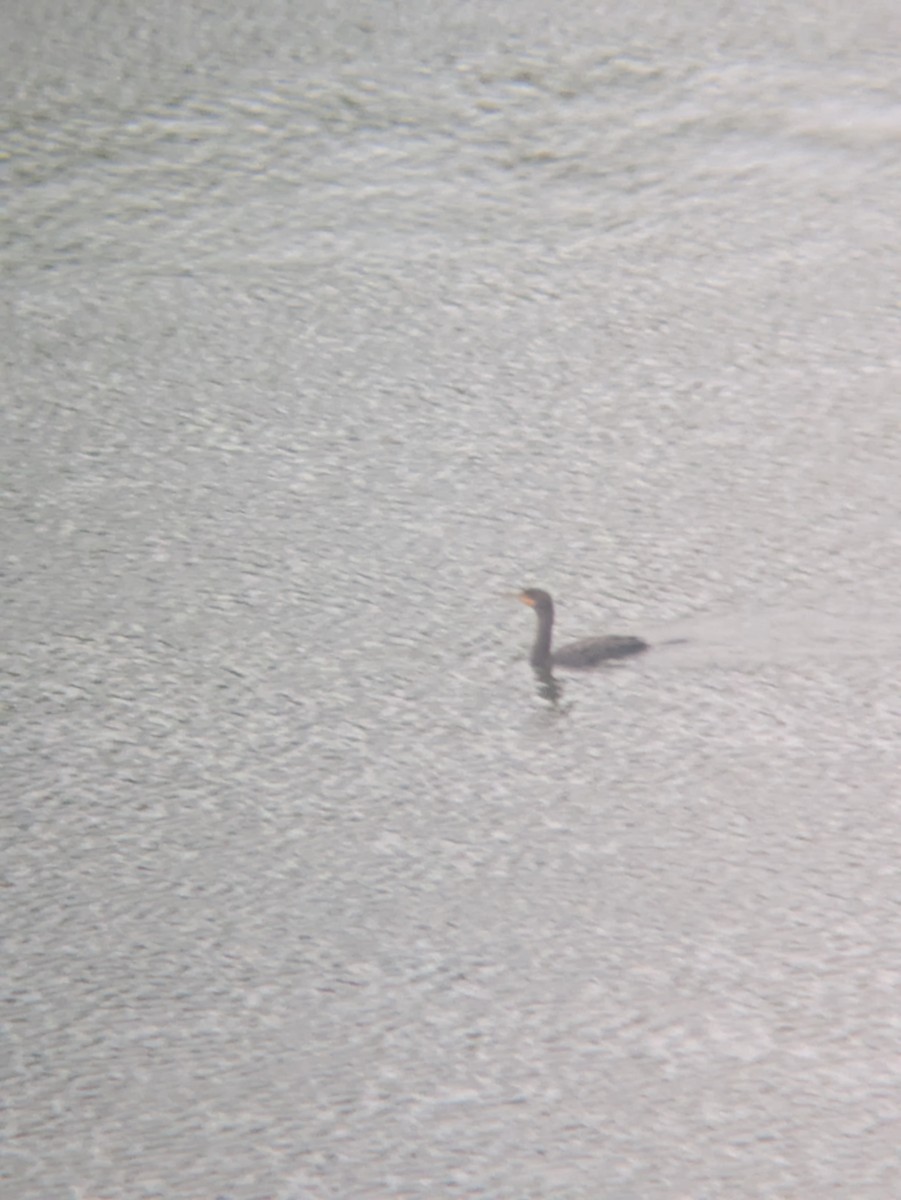 Cormoran à aigrettes - ML643103178