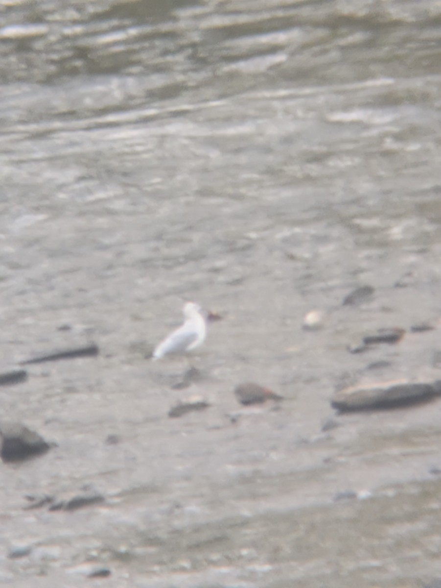 Goéland à bec cerclé - ML643103187