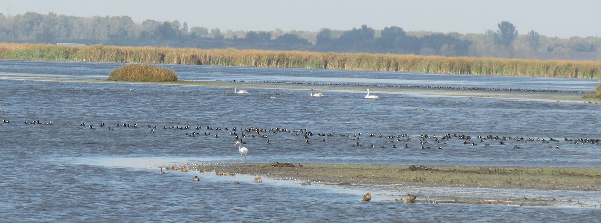 American Coot - ML643103192