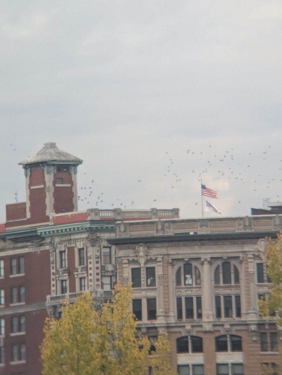 Pigeon biset (forme domestique) - ML643103195